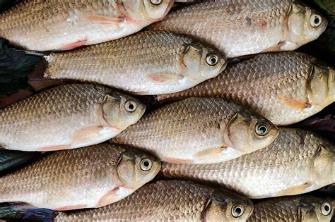 are fish from china safe to eat